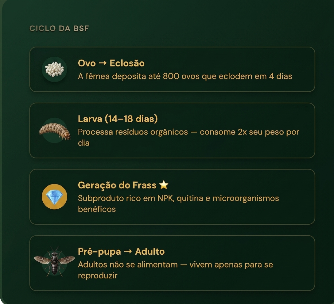 Ciclo da BSF com as etapas: ovo e eclosão, larva, geração do frass e pré-pupa para adulto.
